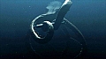 Photo de Mega Shark vs. Giant Octopus 3 / 5